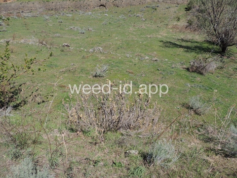 poison-ivy, Rydberg's